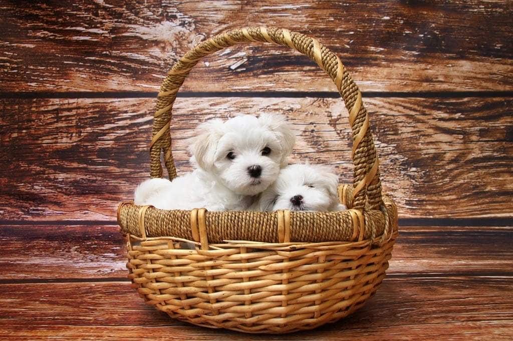 Une solution naturelle pour le confort urinaire des chiens