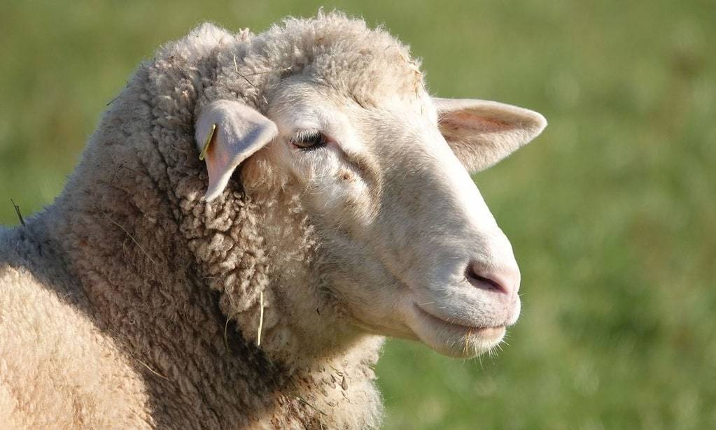 Traiter efficacement la maladie du pied chez les moutons